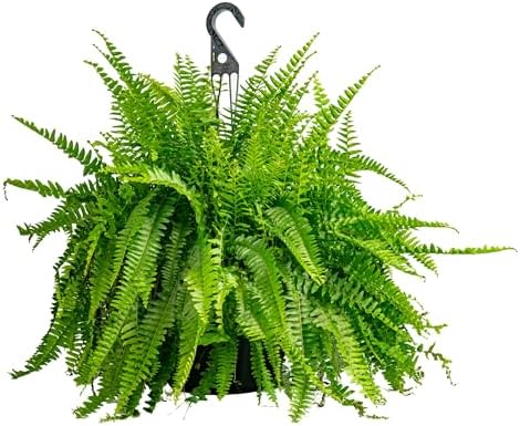 Costa Farms Boston Fern, Live Indoor Plant, Easy Care, Home Decor by Unknown