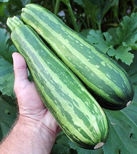 Seeds Cocozelle Zucchini - Heirloom Vegetable - GMO Free - Image 7