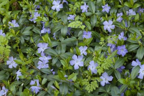 Set of 50 Blue Vinca Minor Plants Live, Creeping Myrtle Periwinkle Ground Cover, Hardy Perennial, 4-6 Inch Tall, Bare Root, No Pot - Image 5