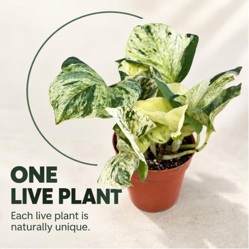 Manjula Pothos Live Plant - Swirled White Variegated Vine - Image 5