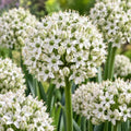 20 Allium Nigrum Bulbs for Planting – White Ornamental Onion Flowers – Creamy White Globe Flower Clusters with Green Centers – Pollinator Friendly Fall Planted Flower Bulbs, 20 Bulbs by CZGrain