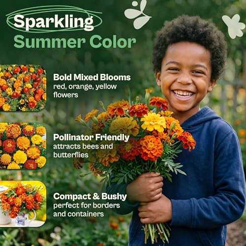 SVI 350 Sparky Mix French Marigold Seeds (Tagetes patula) – Dwarf Yellow and Orange Marigold Flowers Seed Packets, Marigolds Seed Mix – Heirloom Cut Flower Seeds for Outdoor Garden Borders, Containers - Image 3