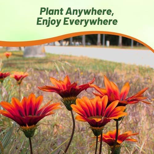 Outsidepride New Day Bronze Gazania Seeds for Planting – 50 Pcs Perennial, Low-Maintenance, Drought-Tolerant Ground Cover Seeds for Vibrant Summer & Fall Flowers, Great for Outdoor Gardens - Image 6