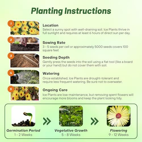Outsidepride Gelato Yellow Ice Plant Seeds - 10000 Pcs Perennial, Drought Tolerant Ground Cover Seeds for Planting Vibrant Trailing Blooms, Ideal for Sunny Gardens & Xeriscape Landscaping - Image 5