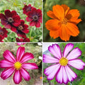 Cosmos Flower Seeds 300PCS, Easy Growing Colorful Outdoor Blooms by BuggyBeds