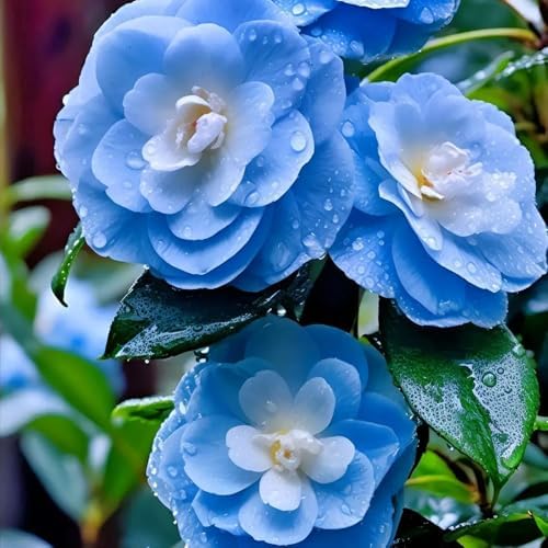 20+ Mixed Camellia Seeds for Planting,Cold Hardy Ornamental Camellias Seeds Non-GMO Heirloom,Evergreen Flowering Shrub Seed for Garden Home Outdoor - Image 2