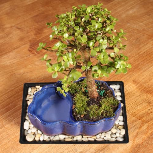 Brussel's Bonsai - Small Jade Live Bonsai Tree with Tray, Indoor Plant - Image 5