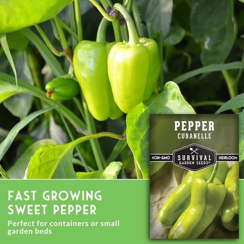 Cubanelle Pepper Seeds for Planting - 2 Packs - Image 5