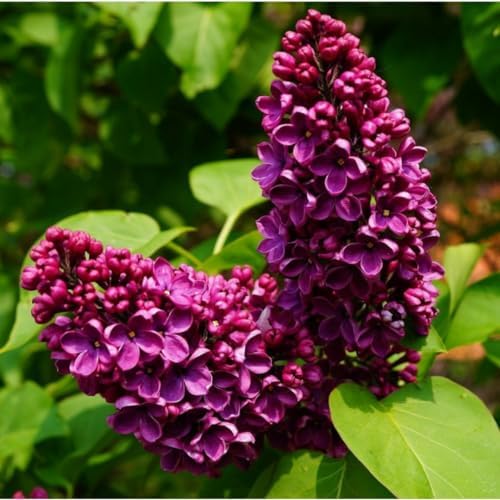 Purple Lilac Plant, Fragrant Syringa Flower Starter Plant, 6-8 Inch Tall by PlantsSeedsBulbs