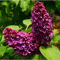 Purple Lilac Plant, Fragrant Syringa Flower Starter Plant, 6-8 Inch Tall by PlantsSeedsBulbs