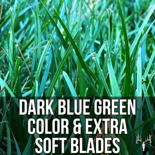 Blue Eagle Kentucky Bluegrass Seed, 25LB Bulk Bag, Uncoated & No Fill, Grow Beautiful & Best Yards, Thicken Lawns & Turf Fields, Growing Dark Green Organic Grass Carpet, Cold Tolerant - Image 6
