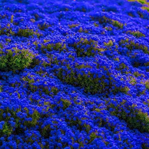30000+ Creeping Thyme Seeds for Planting Perennial Thyme Seed Heirloom Flowers Non-GMO Ground Cover Plants for Garden Outdoor - Image 2