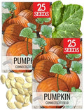 Seed Needs Connecticut Field Pumpkin Seeds to Plant Vegetables - 2 Packs by SeedNeeds