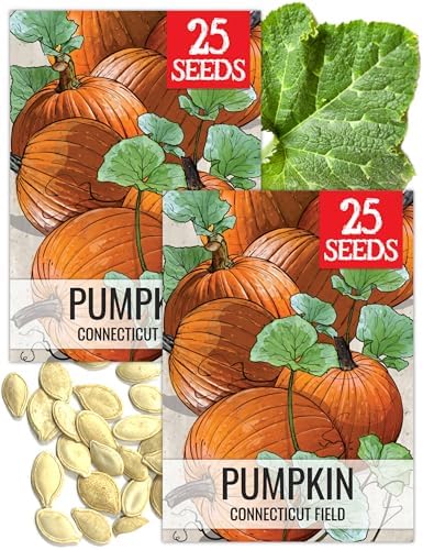 Seed Needs Connecticut Field Pumpkin Seeds to Plant Vegetables - 2 Packs by SeedNeeds