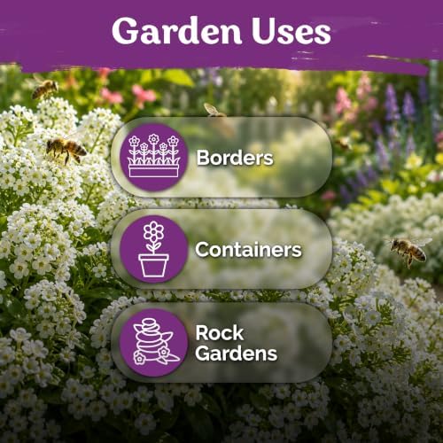 KVITER 5000 Carpet of Snow Sweet Alyssum Seeds (Lobularia Maritima) - Sweet Alyssum Flower Seed Packets, White Fragrant Ground Cover - Long Blooming Flower Seeds for Borders, Container, Outdoor Garden - Image 6