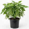 Green Bean Live Plant - 3-6 Inch Tall Bean Bush Seedlings in 4 Inch Pot by HILROQG