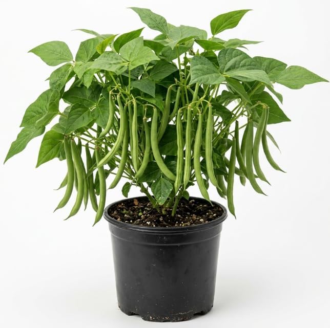 Green Bean Live Plant - 3-6 Inch Tall Bean Bush Seedlings in 4 Inch Pot by HILROQG