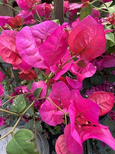 Pink 16" Bougainvillea - Image 5