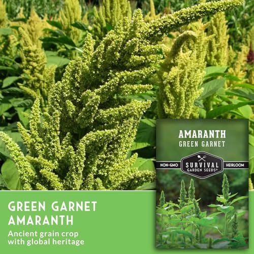 Green Garnet Amaranth Seeds for Planting - Survival Garden Seeds (1 Pack) - Image 3