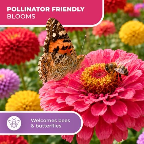 1000+ Zinnia Dahlia Seeds for Planting 2026, Double Dahlia Zinnia Elegans Seeds, Heirloom Non-GMO Mixed Color Annual Flower Seeds for Cut Flower Gardens, Borders & Containers - Image 6