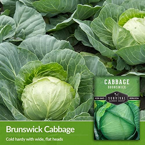 Brunswick Cabbage Seeds for Planting – Survival Garden Seeds (1 Pack) - Image 3