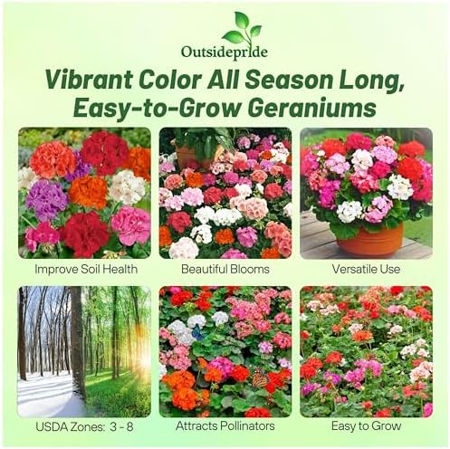 Outsidepride Mix Geranium Seeds for Planting - 200 Pcs Annual, Heat & Drought Tolerant Flower Seeds with Green Foliage & Mix Blooms for Pots, Borders & Lush Summer Garden Displays - Image 2
