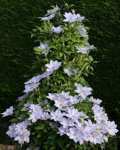 Perennial Farm Clematis Boulevard® Tranquilite™ Hybrid– Live Clematis Vine in 4 Quart Container, Pale Lavender Blooms, Compact Climber, Long Blooming, Ideal for Trellises, Containers & Fences - Image 5