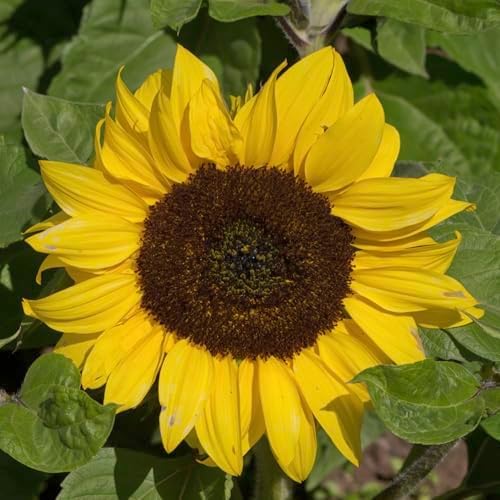 Seed Needs Yellow Pygmy Sunflower Seeds to Plant Cut Flowers - 2 Packs - Image 7