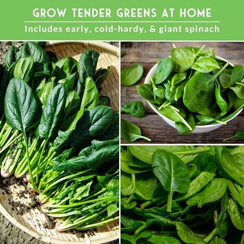 Spinach Seeds Variety Pack for Planting - Image 5