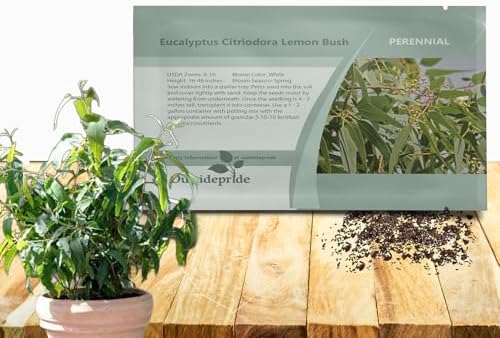 Outsidepride Lemon Bush Eucalyptus Seeds - 25 Pcs. Perennial, Easy to Grow & Drought Tolerant, Flower Seeds for Planting Fragrant, Vibrant Blooms for Landscaping & Pollinator Gardens by Outsidepride