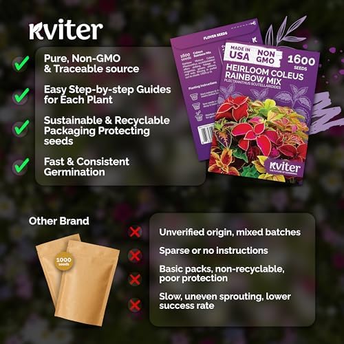 1,600 Rainbow Coleus Flower Seeds Mix, Plectranthus Scutellarioides - Image 5