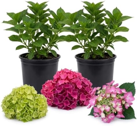 Assorted Blooms Hydrangea Flower Live Plant, Shrub Plant, 5-9 Inch Tall - Image 4