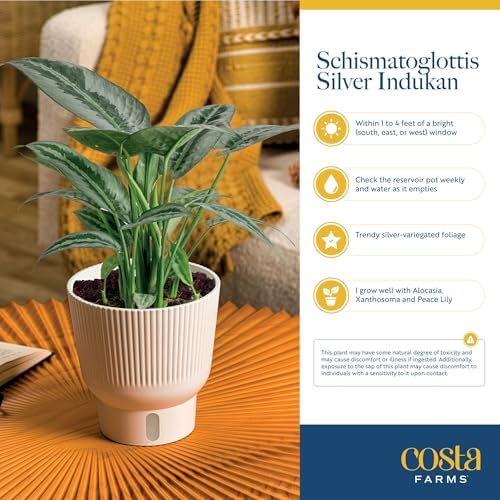 Costa Farms Silver Indukan, Live Indoor Plant, Easy Care, Home Decor - Image 6