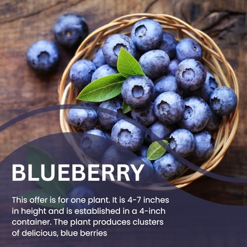 Northern Highbush Blueberry Live Plant, Edible Blueberries Plant, 4" Pot - Image 4