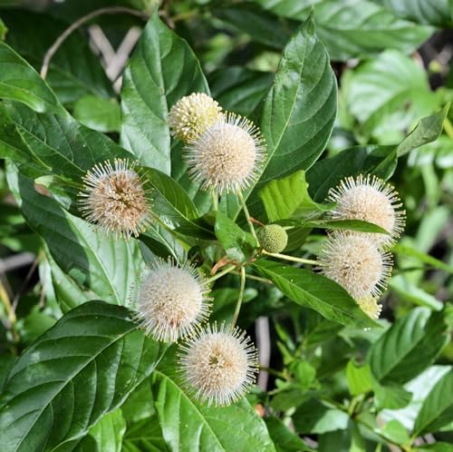 Organic Button Bush (Cephalanthus occidentalis) Live Perennial, Native Plant in 2.5 inch Pot - Pollinator Plant - Image 3