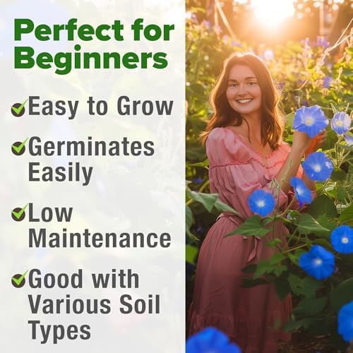 HOME GROWN Heavenly Blue Morning Glory Seeds, 150 Seeds, Ipomoea tricolor - Image 4