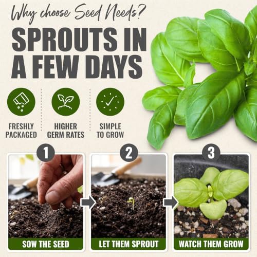 Seed Needs Italian Large Leaf Basil Seeds to Plant an Herb Garden - 10 Packs - Image 5