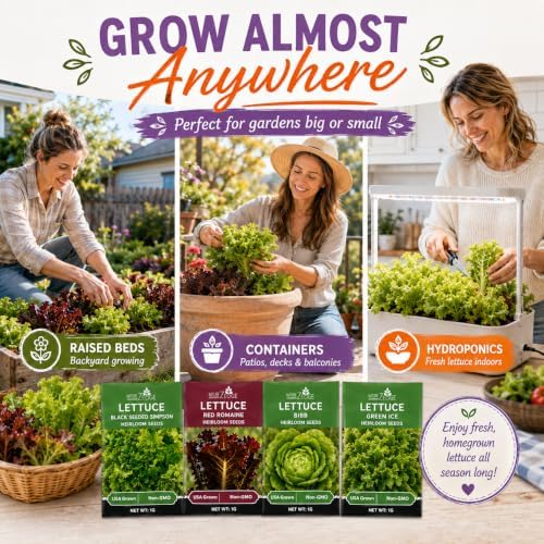 NatureZ Edge Lettuce Seeds for Planting, 4 Popular Varieties Non-GMO Heirloom Seeds, Red Romaine, Bibb Butter, Black Seeded Simpson, Green Ice Lettuce, Romaine, Salad Lettuce, Hydroponic Garden, USA - Image 6