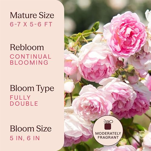 Heirloom Climbing Roses, Live Own Root Plant, Arborose® Jasmina - Image 6