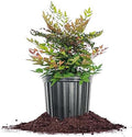 Perfect Plants Gulfstream Nandina Shrub, 1 Gallon, Live Plant by PerfectPlantsNursery