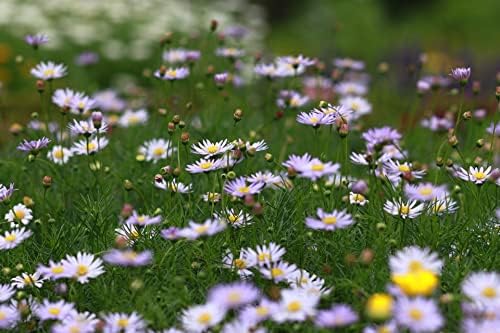 Black Duck Set of 500 Flower Seed Packets! Flower Seeds in Bulk - Best Value Seeds - Great for Classrooms, Beginner Gardeners and Kids! - Deluxe Varieties! (500) - Image 6
