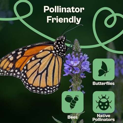 SVI 2500 Blue Vervain Seeds (Verbena hastata) – Vervain Herb, Verbena Seed Packets Bulk – Tall Wildflower, Native Perennial Flower Seeds Packets Outdoor Flower Garden, Meadows, Containers - Image 4
