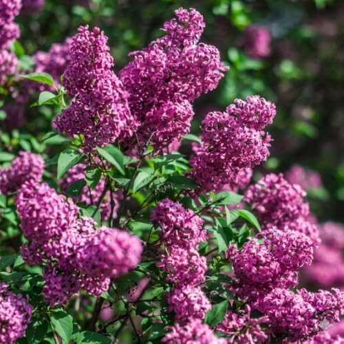 2 Purple Lilac Bushes Live Plants, 3-5" Tall in Pot Lilac Tree Live Plant, Easy Care, Fragrant Flowering Shrubs for Garden Landscaping - Image 4