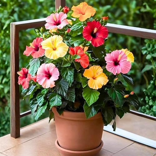 3 Mixed Hardy Hibiscus Plants Live, Flowering Shrub, 4-7 Inch Tall - Image 2