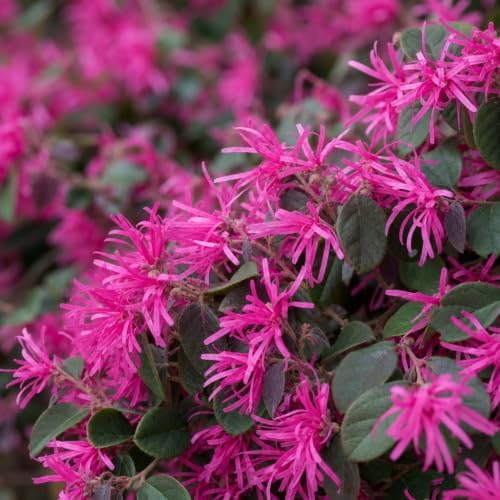 Loropetalum Razzleberry | 30 Live Plants | Loropetalum Chinense | Evergreen Shrub | Vibrant Pink Flowers | Fast Growing | Low Maintenance | Ornamental Bush | Outdoor Landscaping - Image 3