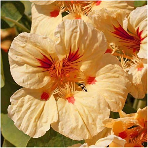 Seed Needs Peach Melba Nasturtium Seeds to Plant Edible Flowers 1 Pack - Image 2