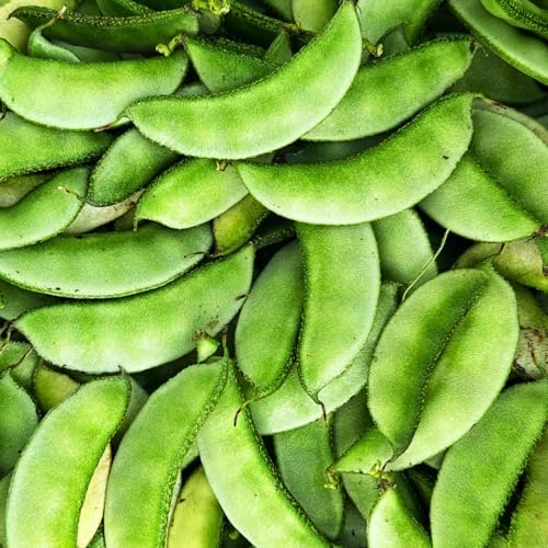 HYV Hyacinth Bean Seeds – Ipsa-2 Variety – Flat Green Pods – Country Bean | Lablab Purpureus Bangladeshi Vegetable Seeds | 0.35 OZ (30+ Seeds) - Image 2