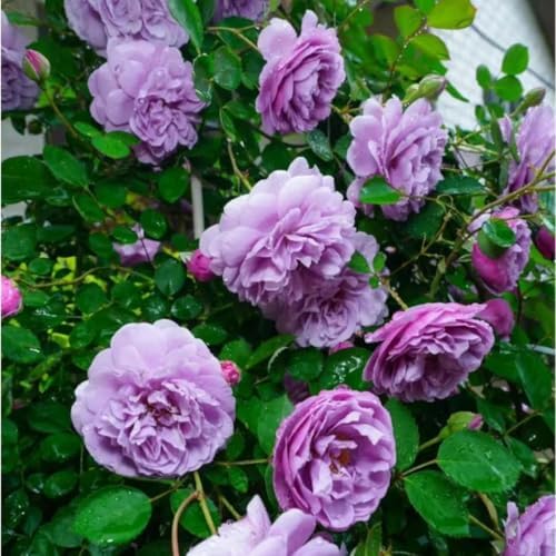 Climbing Rose Live Plant, Fragrant Ornamental Rose, 5-7 Inch Tall - Image 5