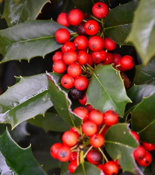Nellie R. Stevens Holly Shrub - 6-12" Tall Live Plant - 3" Pot by Unknown