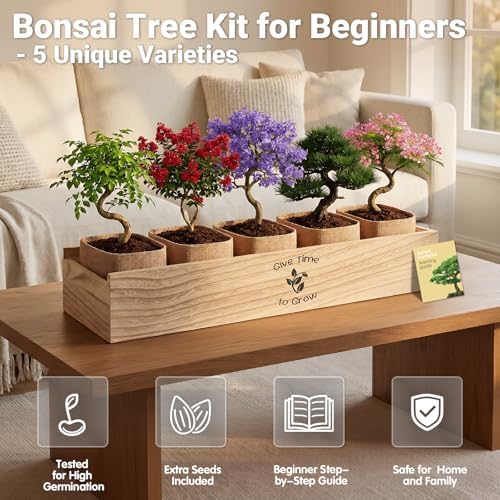 Bonsai Tree Starter Kit for Beginners 5 Unique Indoor Plants - Image 2